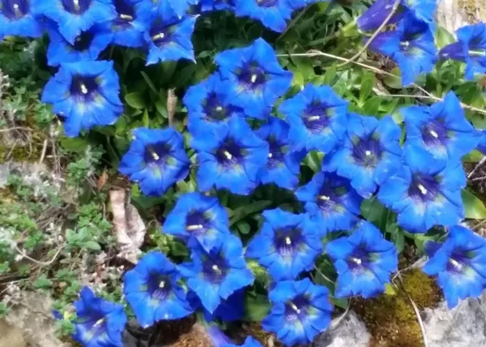 Palmgarten By Interhome